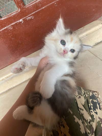 Persian triple nd double fur kittens