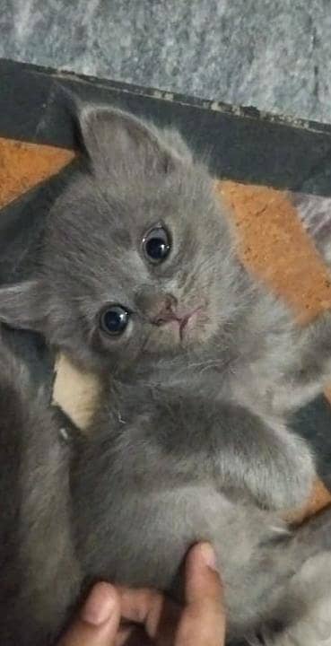 Cats for sale