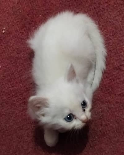 Cats for sale