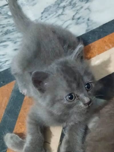 Cats for sale