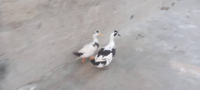Home delivery