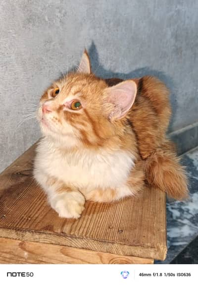 Persian Cat House Pet
