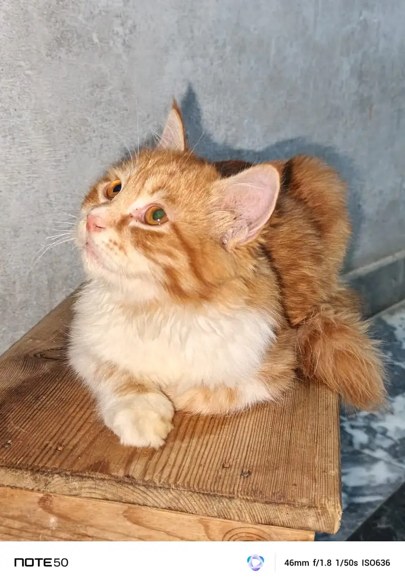 Persian Cat House Pet