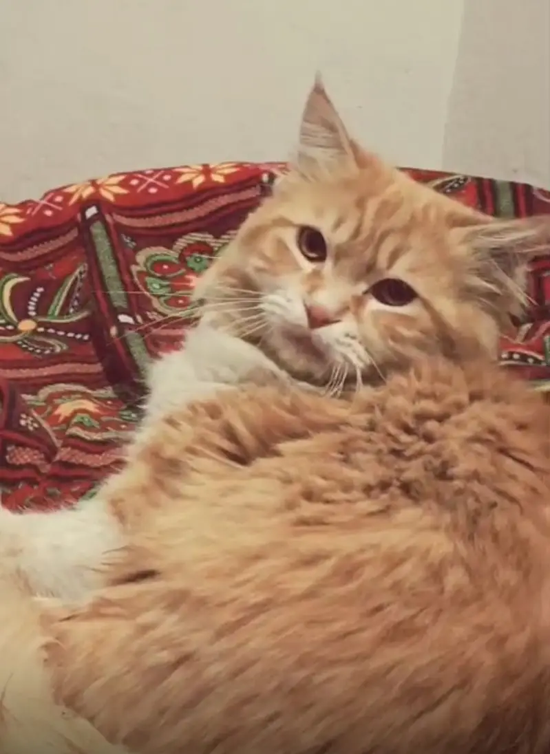 Persian Cat House Pet — photo 2