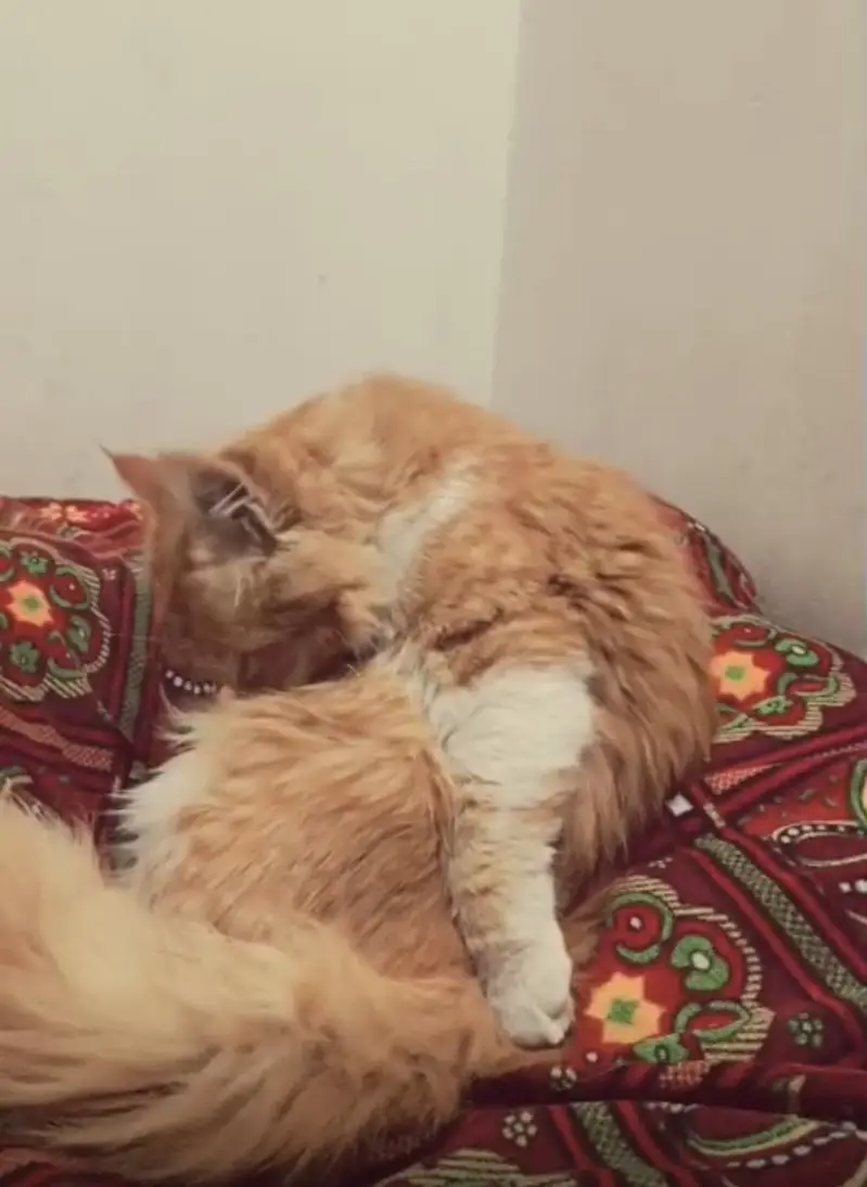 Persian Cat House Pet — photo 3