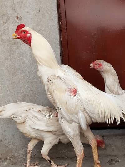 Shamo breeders +92 302 4958189