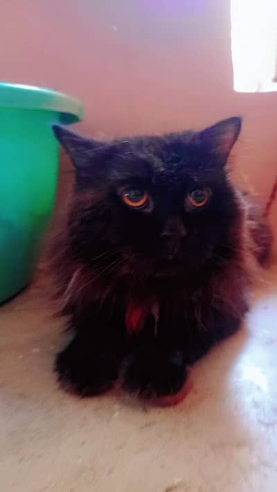 black Persian very fraindly washroom trained