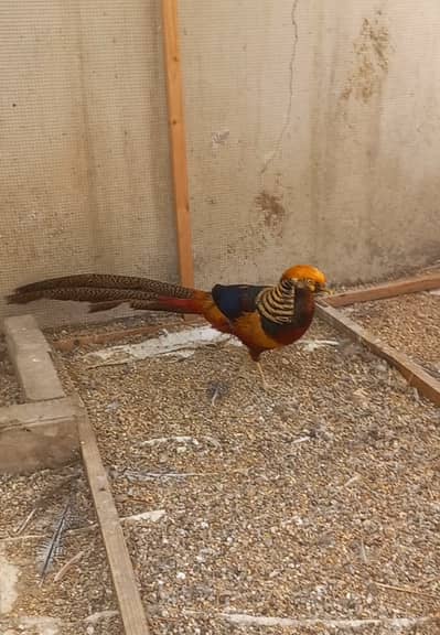 Breeder pair available for urgent sale