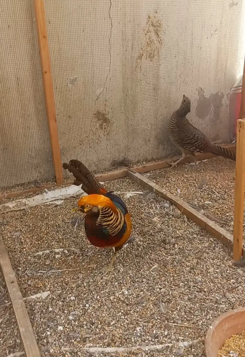 Breeder pair available for urgent sale — photo 2