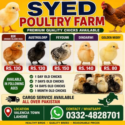 Rir ,Austrolop ,Dindarwi ,Egyption Feyoumi , Golden Misry Chicks