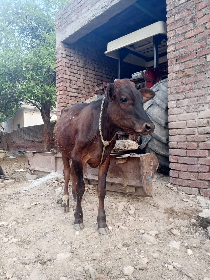 Cross calf 1