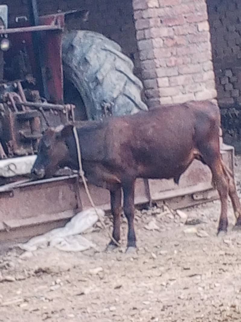 Cross calf 3