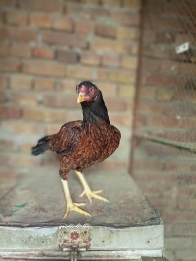 Aseel Female for sale