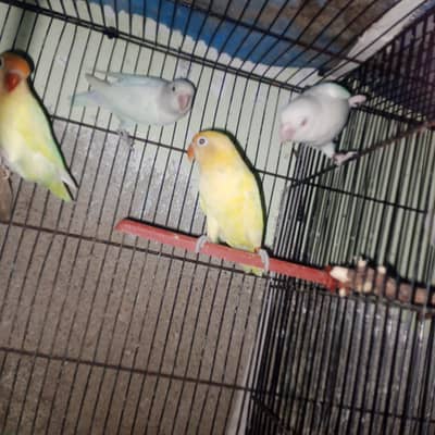albino and cremino breeder pairs