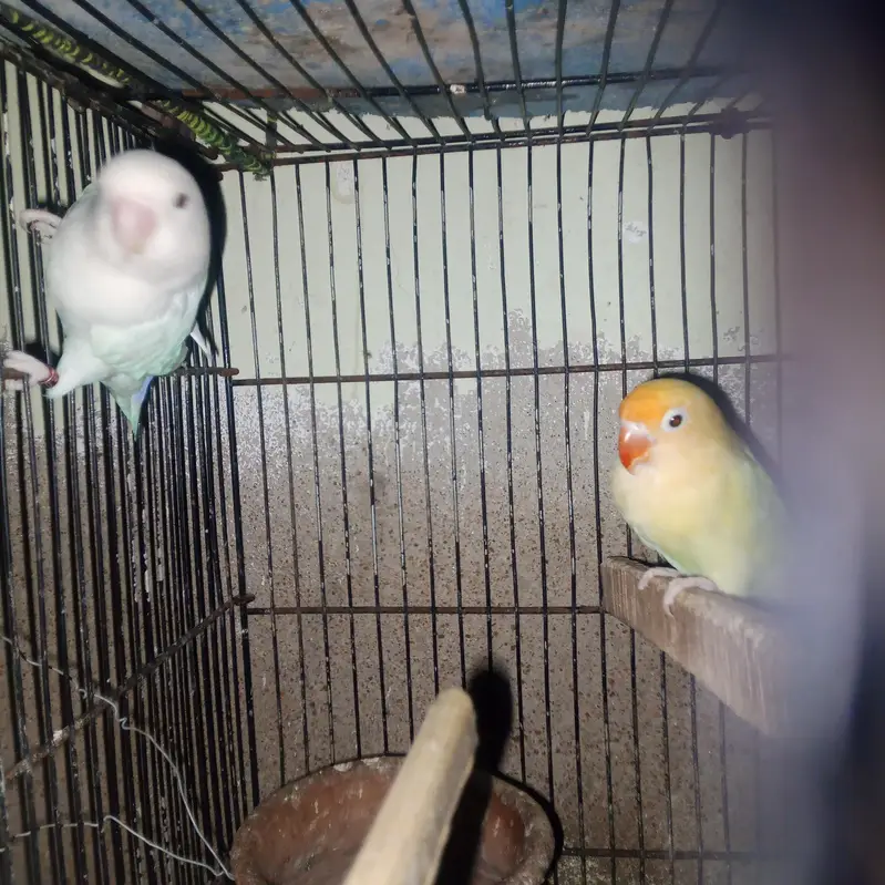 albino and cremino breeder pairs — photo 2
