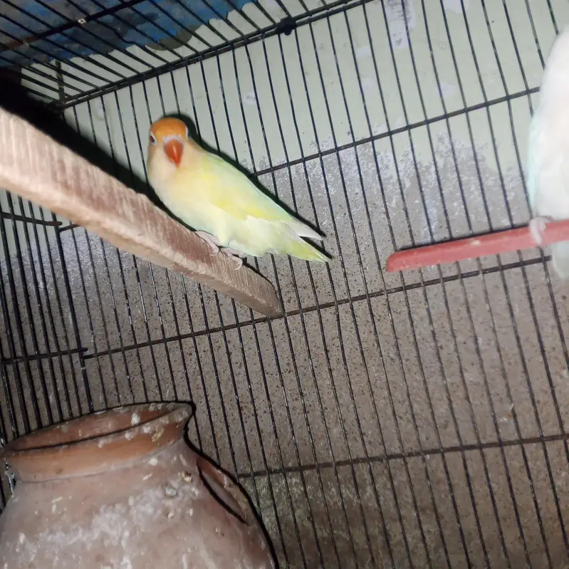 albino and cremino breeder pairs — photo 3