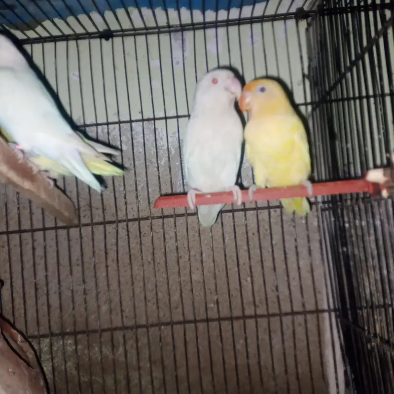 albino and cremino breeder pairs — photo 4