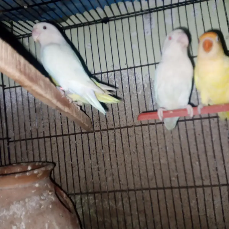 albino and cremino breeder pairs — photo 5
