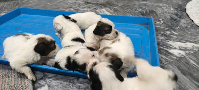 Shitzu puppies