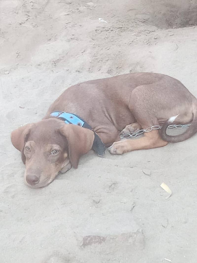 doberman 0