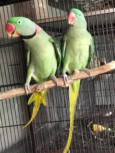 raw parrot pair