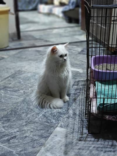 cat Persian