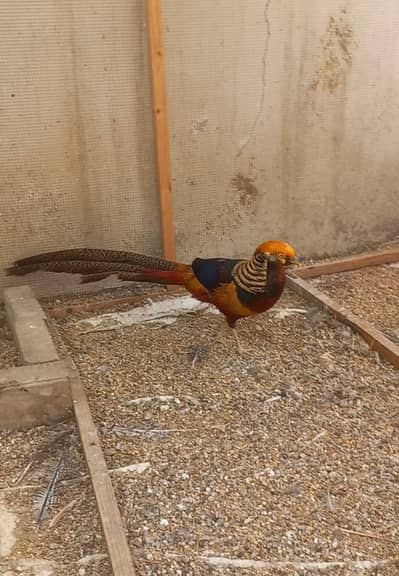 Breeder pair available for urgent sale