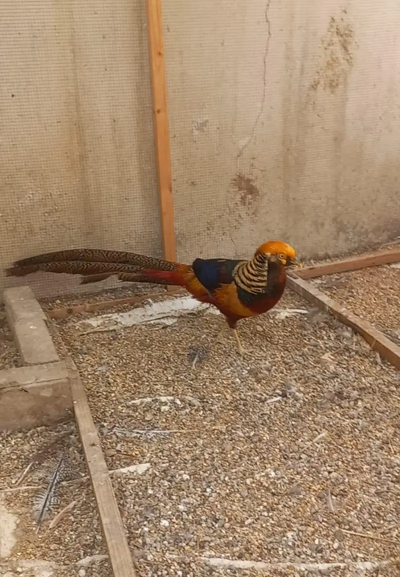 Breeder pair available for urgent sale