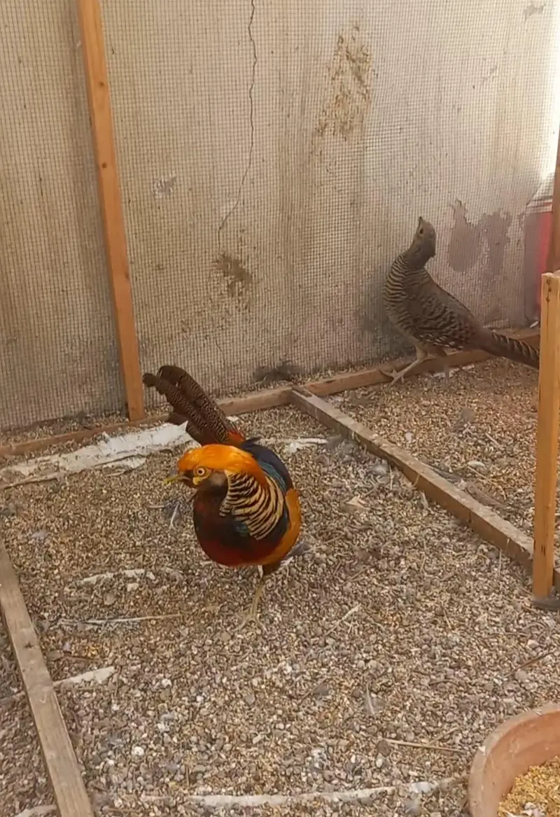 Breeder pair available for urgent sale — photo 2