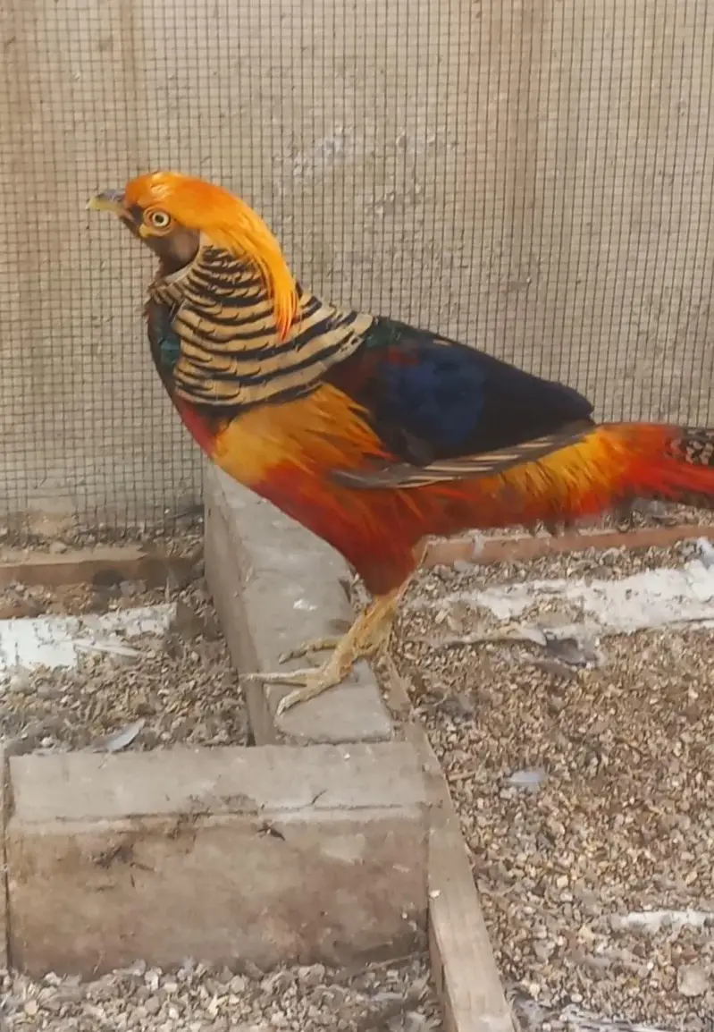 Breeder pair available for urgent sale — photo 5