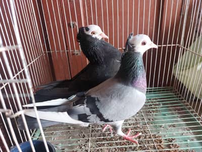 Mukhi Pigeons