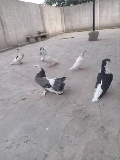 only laka pair