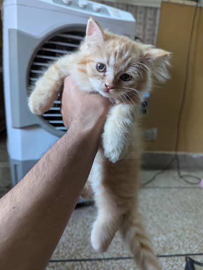 Persian cat kitten's