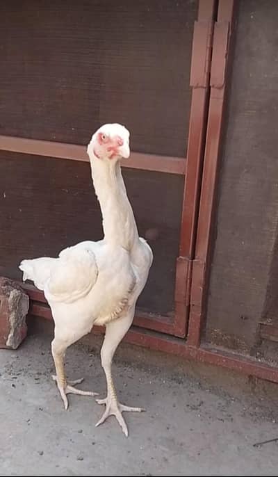 German white shamo trio for sale
