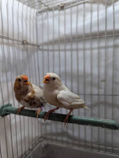 Isabel half orange finches