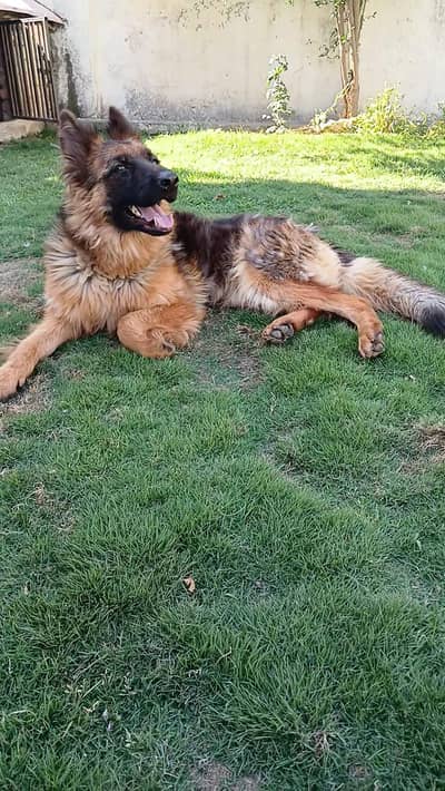 Pink pedigree microchipped long coat German Shepherd Female