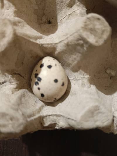Quail fertile egg