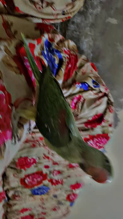 Kashmiri Raw Hand Tame