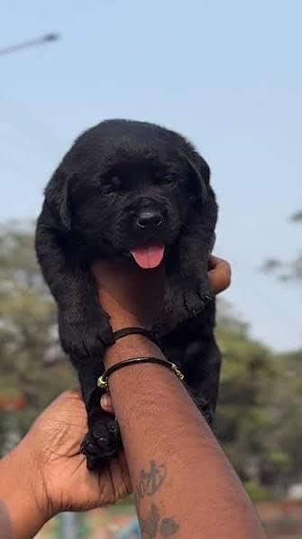 LABRADOR PUPPIES FOR SALE BEST QUALITY