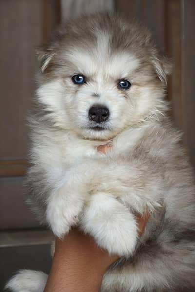 Heavy quality husky puppies, Husky puppies in reasonable price