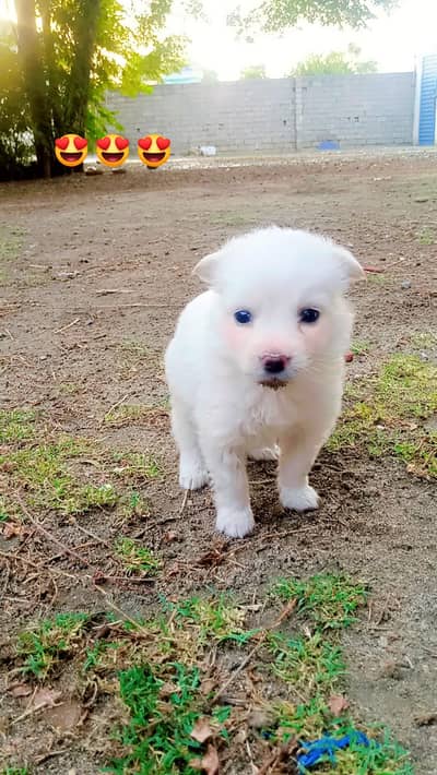 Japanese spitz