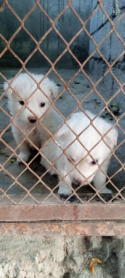 Japanese spitz