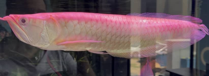 Albino Arrowana
