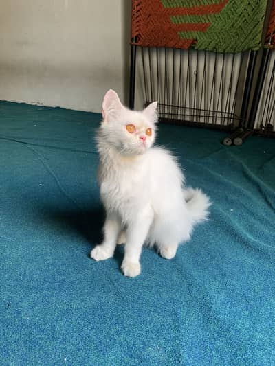 Pure strong Persian cat
