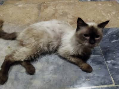 Siamese female cat