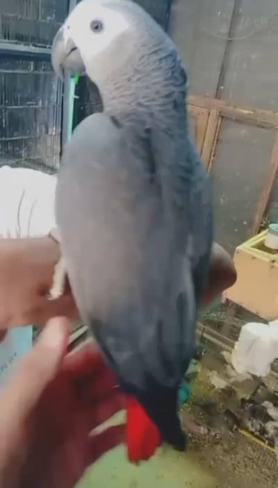 African Gray Self