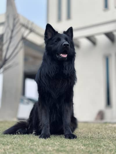 German shephard gsd dog