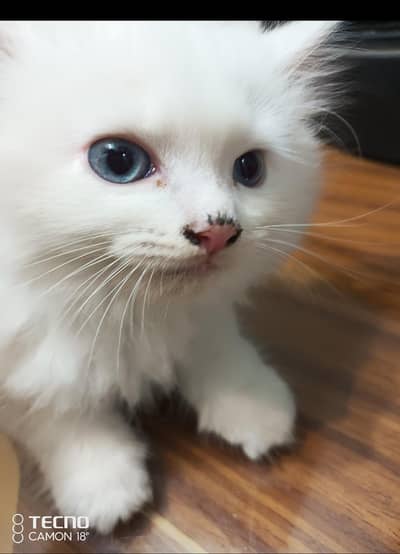  Beautiful White Persian Kitten | Blue Eyes | Doll Face