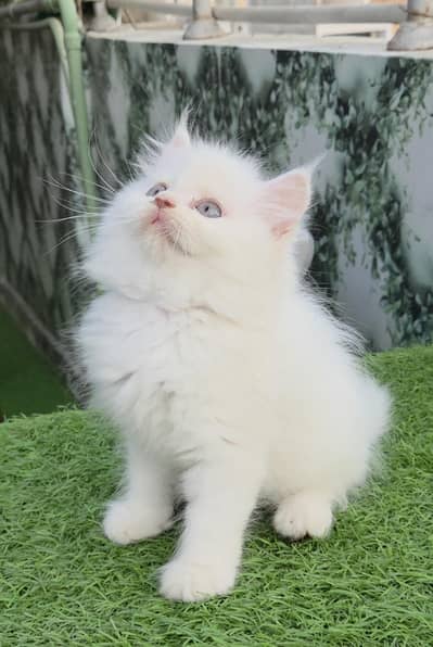 Snow White Persian kitten