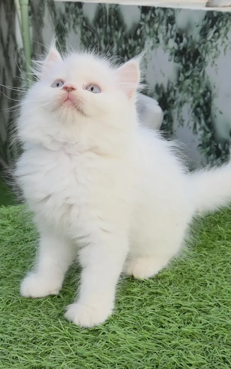 Snow White Persian kitten — photo 2